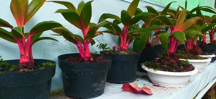 Berimajinasi Bisa Mendatangkan Rezeki